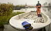 Fisker i oransje klær står i en båt full av fisk på stille vann.